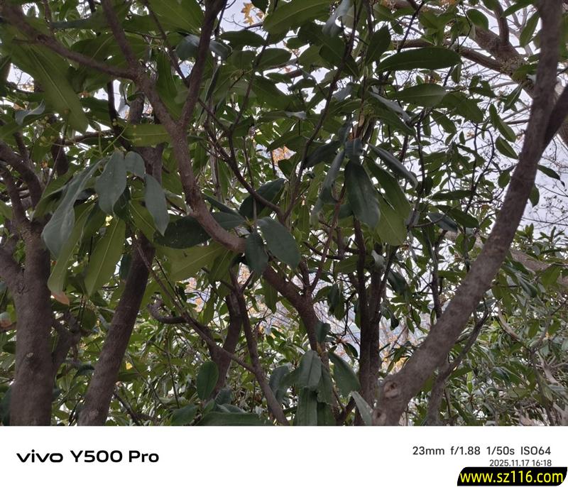 2亿像素的国民小旗舰！vivo Y500 Pro评测：超耐用超给力